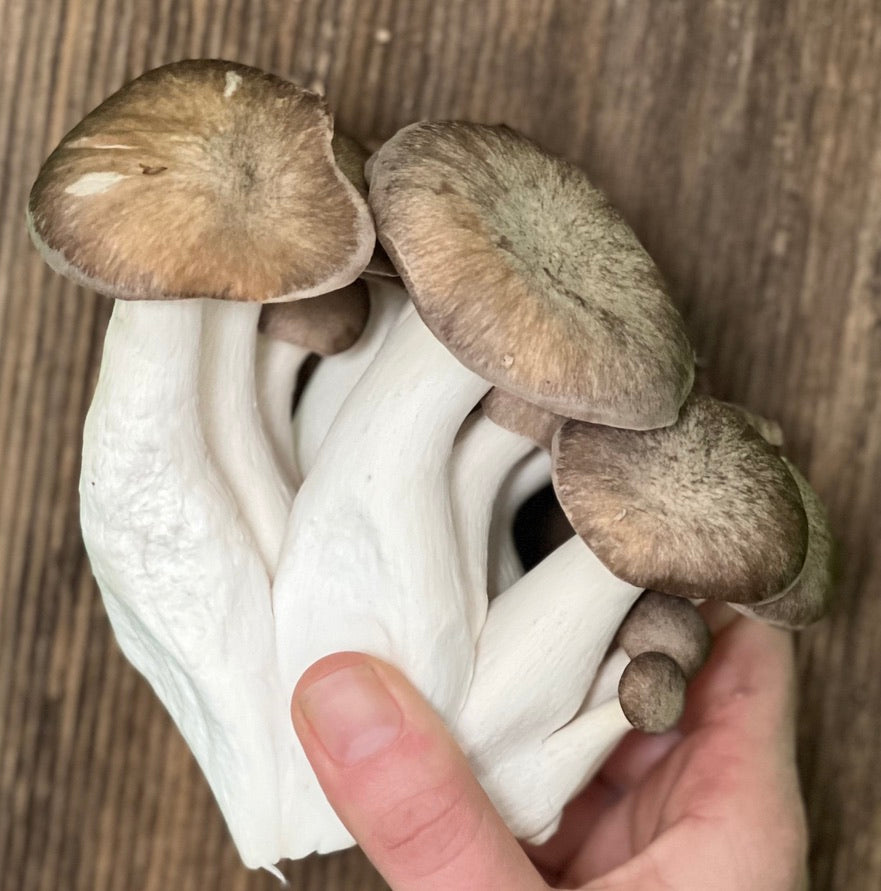 Black Pearl Mushroom Croutons – Newfoundland Gourmet Mushroom Co.