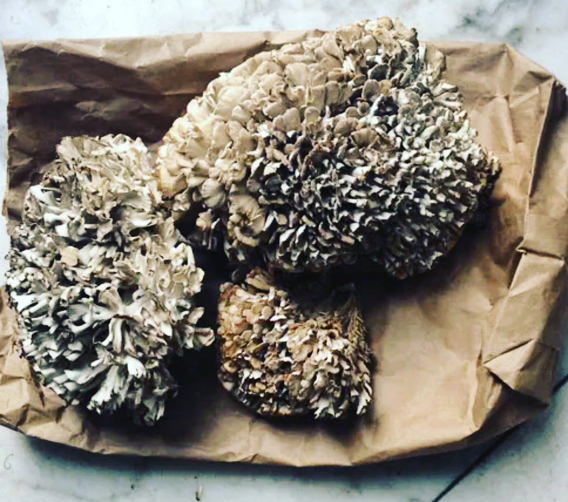 Maple Grilled Maitake – Newfoundland Gourmet Mushroom Co.