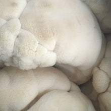 Load image into Gallery viewer, Fresh Lion's Mane Mushrooms (100g)