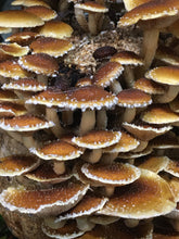 Load image into Gallery viewer, Cinnamon Cap Mushrooms Value Pack (227g)