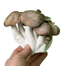 Load image into Gallery viewer, Shimofuri Mushroom Value Pack (227g)