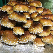 Load image into Gallery viewer, Fresh Cinnamon Cap Mushrooms (100g)