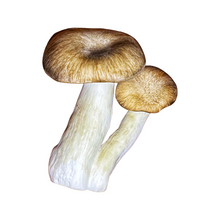 Load image into Gallery viewer, Shimofuri Mushroom Value Pack (227g)