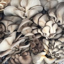 Load image into Gallery viewer, Oyster Mushrooms Value Pack (227g)
