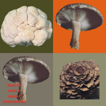 Load image into Gallery viewer, Immune and Brain Mushroom Mix (300g)
