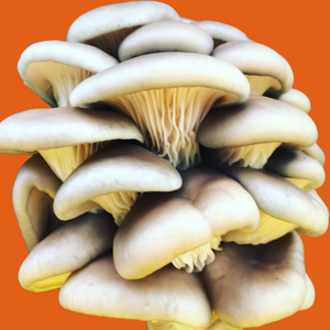 Oyster Mushrooms Value Pack (227g)