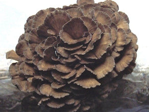 Maitake Value Pack (227g)
